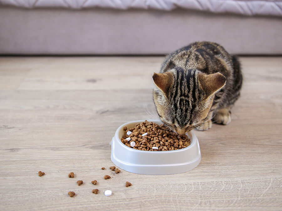 Nutrición veterinaria para perros y gatos