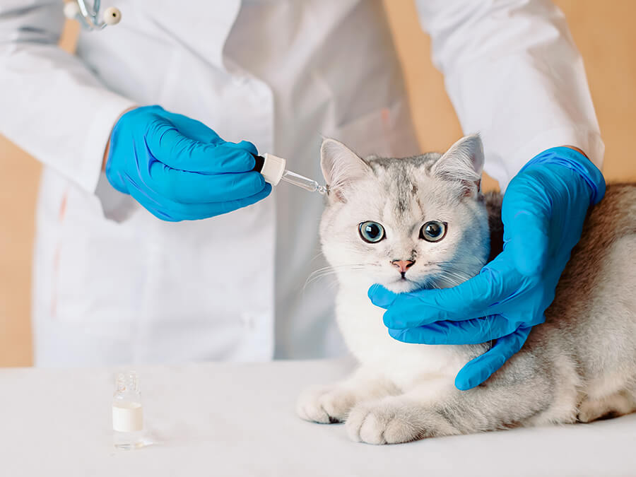 Vacunacions per a gossos i gats